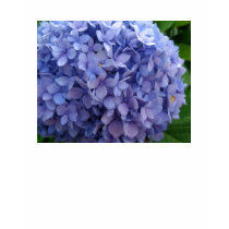 Blue Hydrangea t-shirts by vallain Blue Hydrangea t-shirts