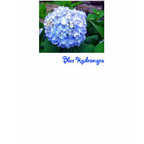 Blue Hydrangea t-shirts by Gardengate Blue Hydrangea t-shirts
