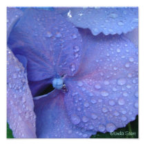Blue Hydrangea with rain drops Photograph