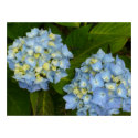 Blue Hydrangeas posters