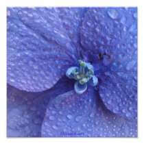 Blue Hydrenga Close up with rain drops Photo