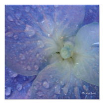 Blue Hydrenga with white center and rain drops Art Photo