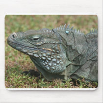 Blue Iguana Grand Cayman Cayman Islands B.W.I. mousepads by Poohkie13 Blue Iguana Grand Cayman Cayman Islands B.W.I. mousepads