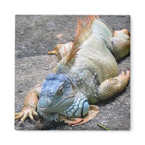 Blue Iguana magnets