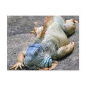 Blue Iguana postcards