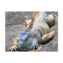 Blue Iguana postcards by myhome71 Blue Iguana postcards