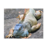 Blue Iguana Post Card