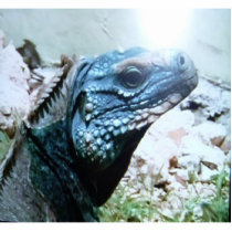 Blue-Iguana, the worlds rarest lizard, hanging on photo sculptures