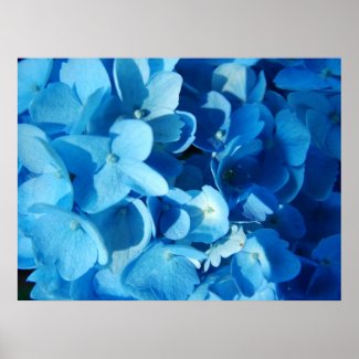 Blue Impression (hydrangea) zazzle_print