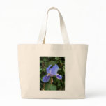 Blue Iris 1