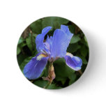 Blue Iris 1