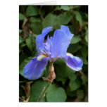 Blue Iris 1
