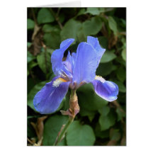 Blue Iris 1 Cards