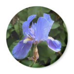 Blue Iris 1