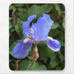 Blue Iris 1