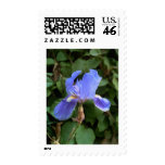 Blue Iris 1