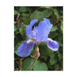 Blue Iris 1