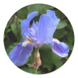 Blue Iris 1
