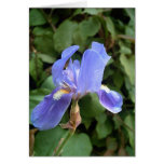 Blue Iris 2