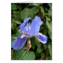 Blue Iris 2 Greeting Cards
