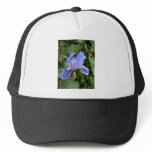 Blue Iris 2