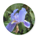 Blue Iris 2