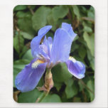 Blue Iris 2