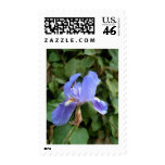 Blue Iris 2