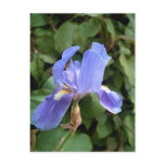 Blue Iris 2