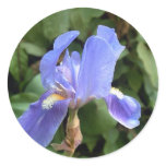 Blue Iris 2