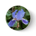 Blue Iris 3