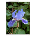 Blue Iris 3