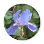 Blue Iris 3