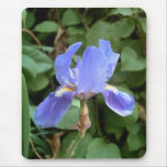 Blue Iris 3