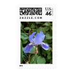 Blue Iris 3