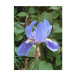 Blue Iris 3
