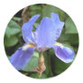 Blue Iris 3