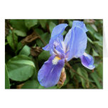 Blue Iris 4