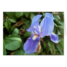 Blue Iris 4 Greeting Cards