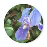 Blue Iris 4