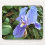 Blue Iris 4