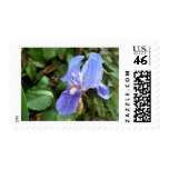 Blue Iris 4