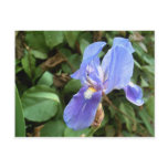 Blue Iris 4