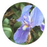 Blue Iris 4
