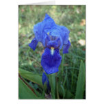 Blue Iris 5