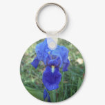 Blue Iris 5