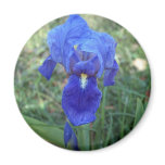 Blue Iris 5