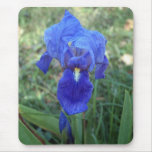 Blue Iris 5