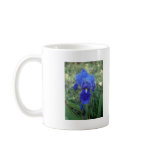 Blue Iris 5