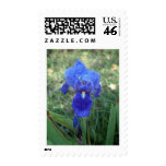 Blue Iris 5